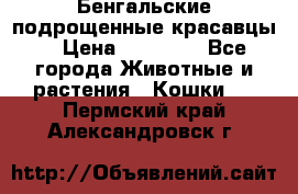 Бенгальские подрощенные красавцы. › Цена ­ 20 000 - Все города Животные и растения » Кошки   . Пермский край,Александровск г.